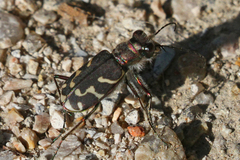 Cicindela tranquebarica