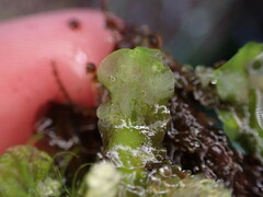 Pellia neesiana