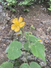 Allowissadula holosericea