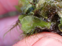 Pellia neesiana