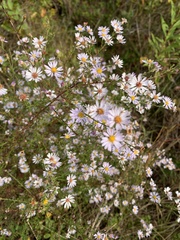 Symphyotrichum dumosum