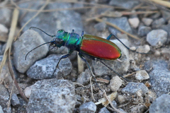 Cicindela scutellaris