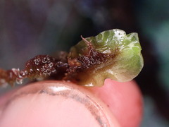 Pellia neesiana
