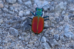 Cicindela scutellaris