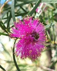 Melaleuca filifolia