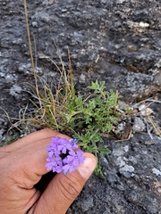 Glandularia mendocina