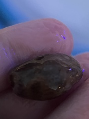 Bulla occidentalis