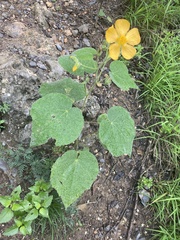 Allowissadula holosericea