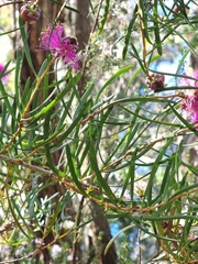 Melaleuca filifolia