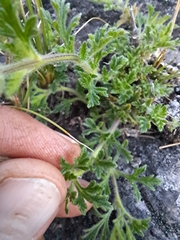 Glandularia mendocina