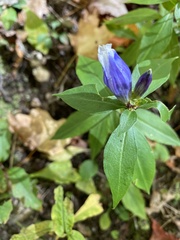 Gentiana saponaria