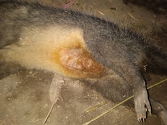 Didelphis