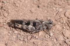 Encoptolophus costalis