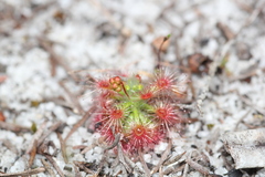 Drosera micrantha