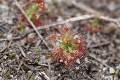 Drosera micrantha