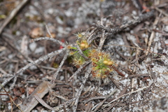 Drosera micrantha
