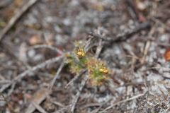 Drosera micrantha