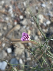 Stephanomeria exigua