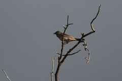 Cincloramphus mathewsi