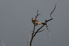 Cincloramphus mathewsi