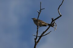 Cincloramphus mathewsi