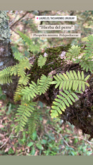 Pleopeltis minima