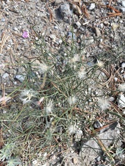 Stephanomeria exigua