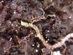 Douinia ovata
