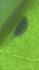 Pseudococcus