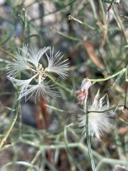 Stephanomeria exigua