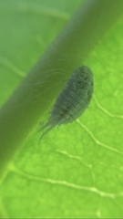 Pseudococcus