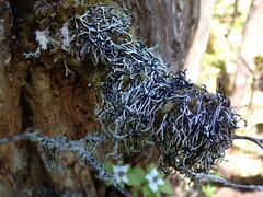 Hypogymnia duplicata