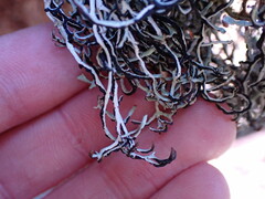 Hypogymnia duplicata