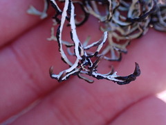 Hypogymnia duplicata