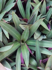 Tradescantia spathacea