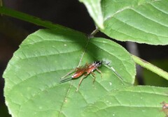 Mesostenus thoracicus