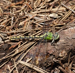 Ophiogomphus arizonicus