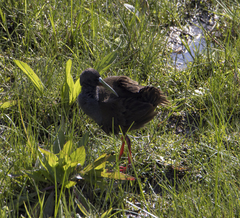 Pardirallus sanguinolentus