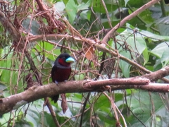 Cymbirhynchus macrorhynchos