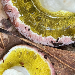 Hypomyces luteovirens