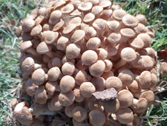 Desarmillaria caespitosa