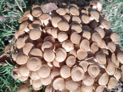Desarmillaria caespitosa