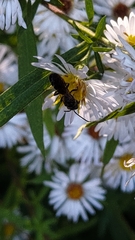 Lasioglossum fuscipenne