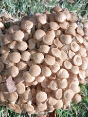 Desarmillaria caespitosa