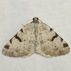 Macaria subcessaria