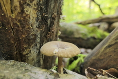 Lentinus brumalis