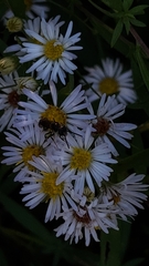 Lasioglossum fuscipenne