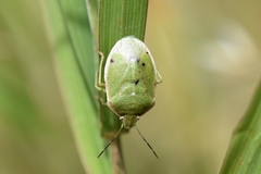 Chlorochroa