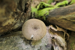 Lentinus brumalis