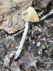 Candolleomyces candolleanus